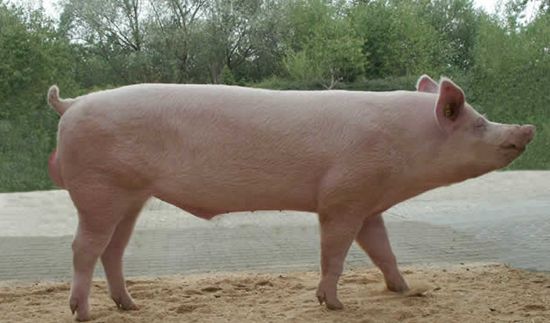 大(dà)白(bái)豬